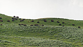 Bison herd in Yellowstone National parc, Wyoming, USA