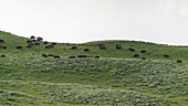 Bisonherde im Yellowstone Nationalpark, Wyoming, USA