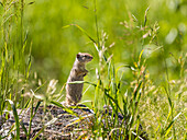 ground squirrel in Yellowstone National Parc, Wyoming, USA