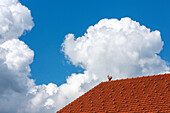 Firsthahn und Ziegeldach, im Hintergrund mächtige weiße Wolken am blauen Himmel