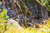 zwei Kletterer im Hausbachfall-Klettersteig bei Reit im Winkl; im Vordergrund herbstlich gefärbtes Gras