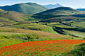 Flowering poppy field on the high plains of the Campo Imperatore