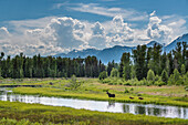 elk family at Schwabacher Landing, Grand Teton Nationalpark, Wyoming, USA