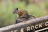 Streifenhörnchen im  Flaming Gorge National Recreation Area, Utah, USA