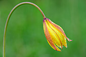 Südliche Tulpe, Tulipa sylvestris subsp. australis, Val Maira, Cottische Alpen, Piemont, Italien