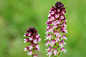 Orchidee Brandknabenkraut, Neotinea ustulata, Val Maira, Cottische Alpen, Piemont, Italien