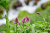 Pink orchid with stream in background, Val Maira, Cottian Alps, Piedmont, Italy