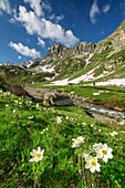 Blühende Alpenanemonen mit Cottischen Alpen im Hintergrund, Val Varaita, Cottische Alpen, Piemont, Italien