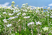 Blühende Alpenanemonen, Pulsatilla alpina, Val Varaita, Cottische Alpen, Piemont, Italien