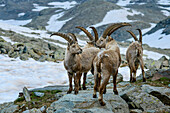 Several ibex standing in front of snow-covered mountains, Giro di Monviso, Monte Viso, Monviso, Cottian Alps, Piedmont, Italy
