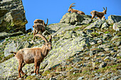 Several ibex standing between rock and meadow, Giro di Monviso, Monte Viso, Monviso, Cottian Alps, Piedmont, Italy