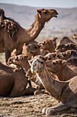 Kamele in der Wüste, Iran, Asien