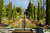 Stairs and flowerbeds with tulips in spring, Mainau Island, Lake Constance, Baden-Württemberg, Germany