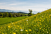 Blühende Frühlingswiese und Dorf, Gattnau, bei Kressbronn, Bodensee, Baden-Württemberg, Deutschland