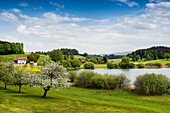 small lake in spring, Muttelsee, near Tettnang, Lake Constance, Baden-Württemberg, Germany