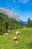 Cows on the plateau with Schlern Mountains, Compatsch, Seiser Alm, South Tyrol, Italy