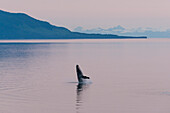 humpbackwhale in the midnightsun on the Inside Passage, Alaska, USA