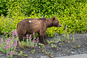 joung brown bear at a riverbank in Valdez, Alaska, USA