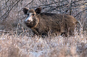 Wild boar in Brandenburg Germany