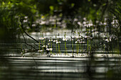 Waterflowers in a light-flooded wetland