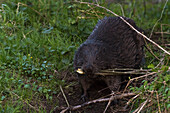 Beaver sits on the bank and gnaws at a piece of beech wood