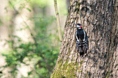 Great spotted woodpecker clings to the tree bark and looks for insects