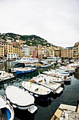 Hafen mit Fischerbooten, Camogli, Ligurien, Riviera di Levante, Italien