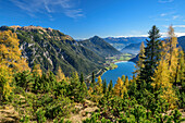 Herbstlich verfärbte Lärchen mit Blick auf das Rofan über dem Achensee, von der Seebergspitze, Karwendel, Tirol, Österreich