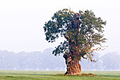 Oak, Staatsdomäne Beberbeck, Reinhardswald, North Hesse, Germany