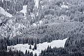 verschneite Tannen Bäume im Detail, Bad Hindelang, Allgäu, Bayern, Deutschland