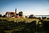 wine growing in front of church of pilgrimage, Uhlingen Muehlhofen, Lake Constance, Baden-Wuerttemberg, Germany