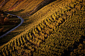 Detail von Weinberg und Straße entlang Hessigheimer Felsengärten, Hessigheim, Landkreis Ludwigsburg, Baden-Württemberg, Deutschland