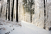 Verschneiter Wald im Winter, am Höchsten, bei Illwangen, Baden-Württemberg, Deutschland