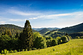 Hügellandschaft mit Wiesen und Wald, am Belchen, Kleines Wiesental, Südschwarzwald, Schwarzwald, Baden-Württemberg, Deutschland
