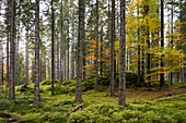 Herbstlicher Mischwald, bei Hinterzarten, Südschwarzwald, Schwarzwald, Baden-Württemberg, Deutschland