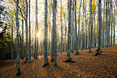 Buchenwald im Herbst, Schauinsland, bei Freiburg im Breisgau, Südschwarzwald, Schwarzwald, Baden-Württemberg, Deutschland