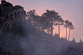 Silhouette von Bäumen vor Morgenrot, farbenfroher Himmel, Korsika