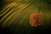 Oaktree with autumn leaves on a hill, Hoehenberg, Muensing, bavaria, germany