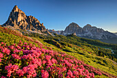 Blühende Alpenrosen vor Gusela und Tofana, Dolomiten, UNESCO Welterbe Dolomiten, Venetien, Venezien, Italien
