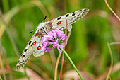 Apollo butterflies, Grand Veymont, Vercors, Dauphine, Dauphine, Isère, France