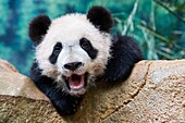 Giant panda cub (Ailuropoda melanoleuca) yawning. Yuan Meng, first giant panda ever born in France, is now 10 months old, Zooparc de Beauval, Saint Aignan sur Cher, France.