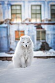 Arctic fox (vulpes lagopus) in Pyramiden, Spitsbergen, Svalbard.