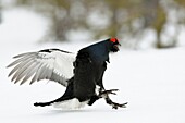 Black Grouse ( Lyrurus tetrix ), flying in, just before landing on snow covered ground, wildlife, Europe.