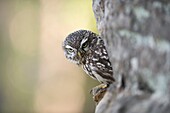 Little Owl / Minervas Owl ( Athene noctua ) perched in a wall of rocks, half hidden, looks serious down to the ground, Europe..