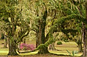 Flowering azaleas and southern live oak in early spring, Jungle Gardens, Avery Island, Louisiana, USA.