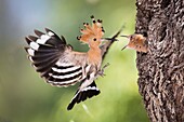 Hoopoe, Upupa epops coming to the nest to feed the young, Montuiri, Majorca, Balearic Islands, Spain