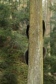 European Brown Bear / Europaeischer Braunbaer ( Ursus arctos ), young playful cub, climbing up a tree, funny point of view, humorous..