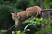 Adult Eurasian Lynx / Eurasischer Luchs (Lynx lynx) rests on a pretty thin branch, looks alert.