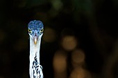 Cocoi Heron (Ardea cocoi) portrait, looking at camera, Pantanal, Mato Grosso, Brazil.
