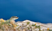 Ibiza wall lizard, Podarcis pityusensis formenterae, Formentera, Balearic Islands, Spain.